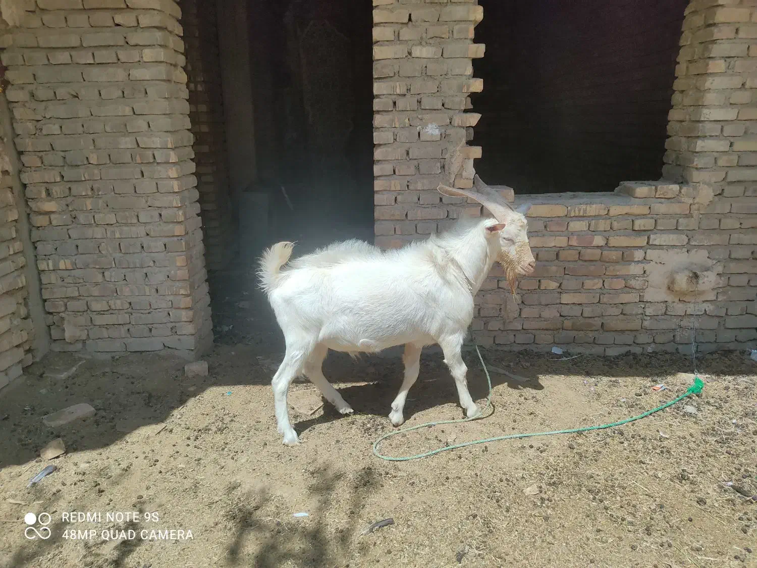 بز و کره و چپیش|حیوانات مزرعه|میبد, |دیوار