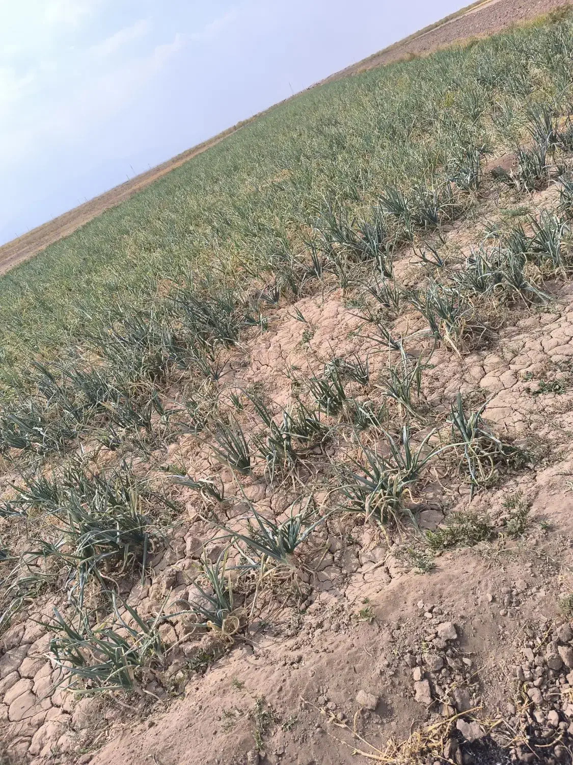 فروش ۴حبه زمین کشاورزی|فروش دفتر صنعتی، کشاورزی، تجاری|نگار, |دیوار