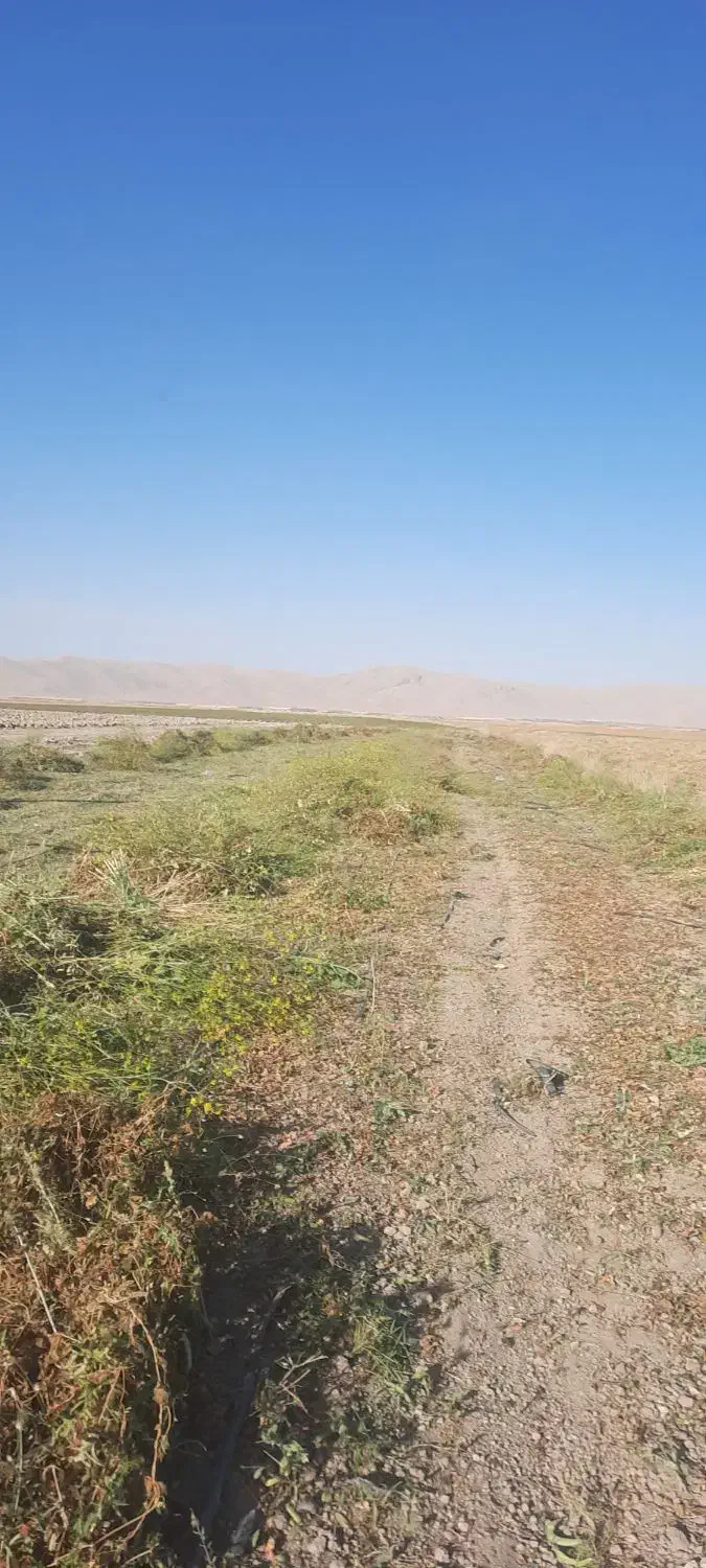 کاه لوبیای چیتی|حیوانات مزرعه|حسن آباد, |دیوار