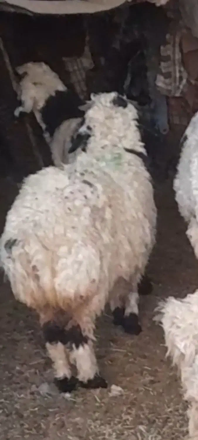 بره ماده ریز|حیوانات مزرعه|یزد, |دیوار