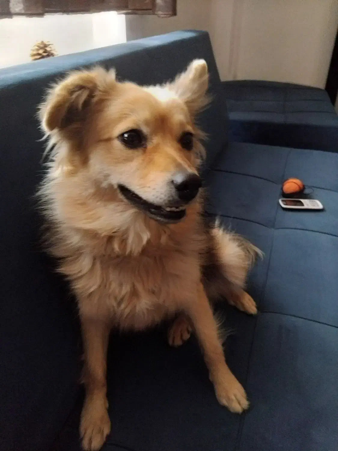 پامر روباهی تربیت شده|سگ|هشتگرد, شهرک بعثت|دیوار