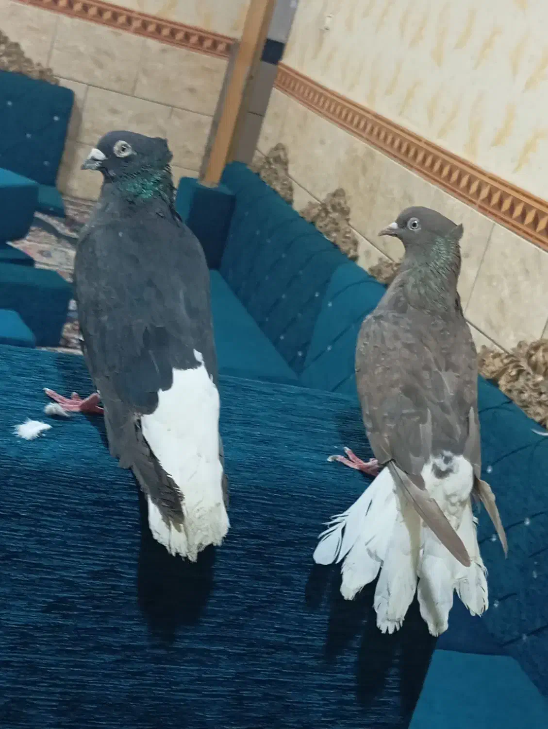 جوفت اشعل درجه یک|پرنده|اهواز, کوی مندلی(سه راه خرمشهر)|دیوار