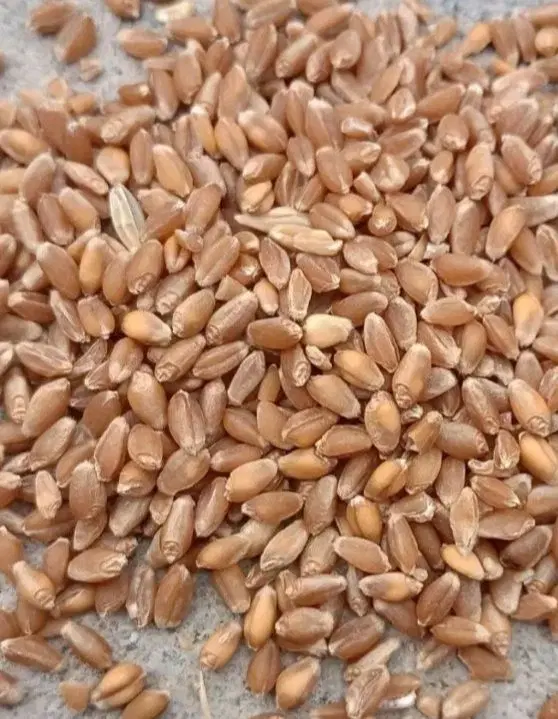 جو و گندم|گل و گیاه طبیعی|ارشق, |دیوار