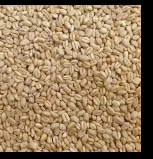 گندم درجه ۱|خدمات باغبانی و درختکاری|تربت‌حیدریه, پائین ولایت|دیوار