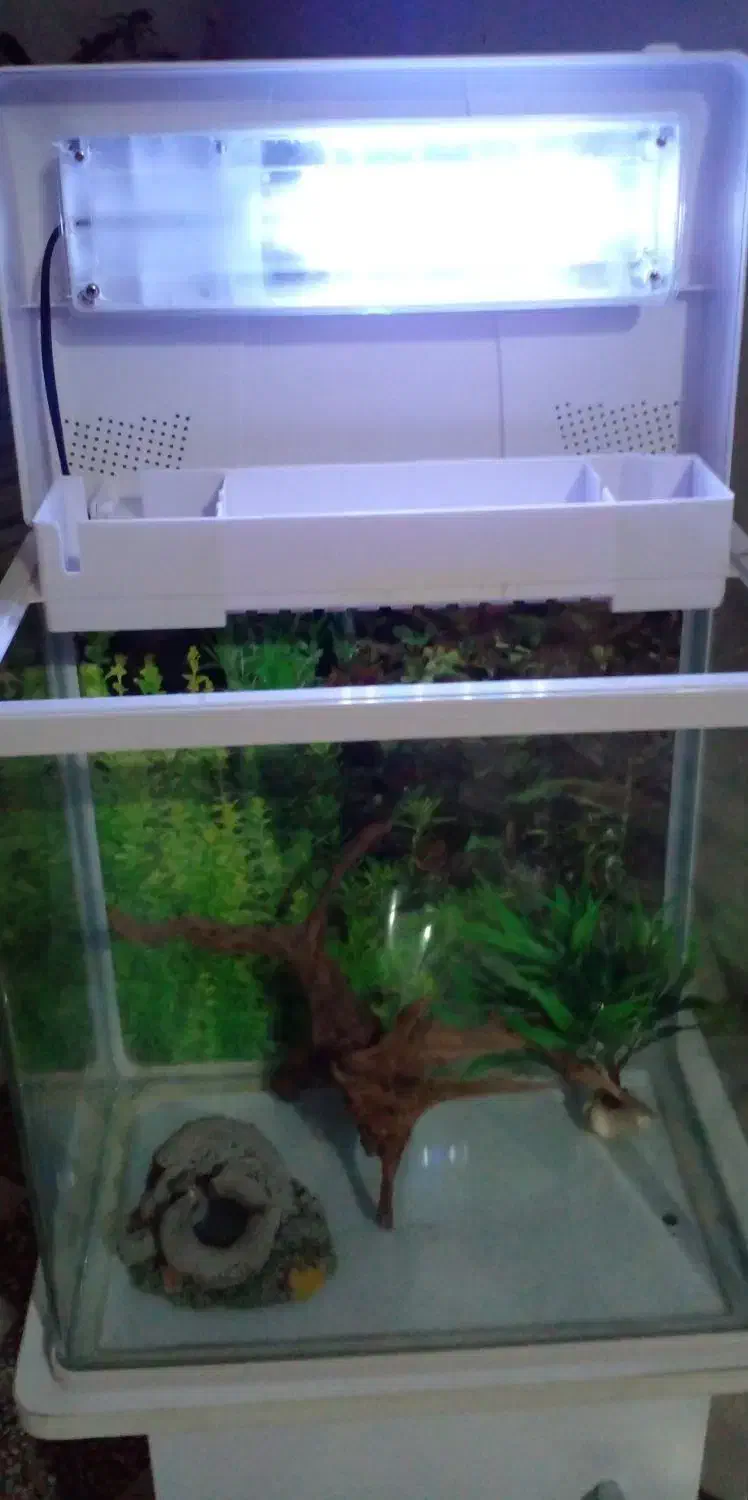 آکواریم سالم با وسیله|ماهی|بابل, |دیوار