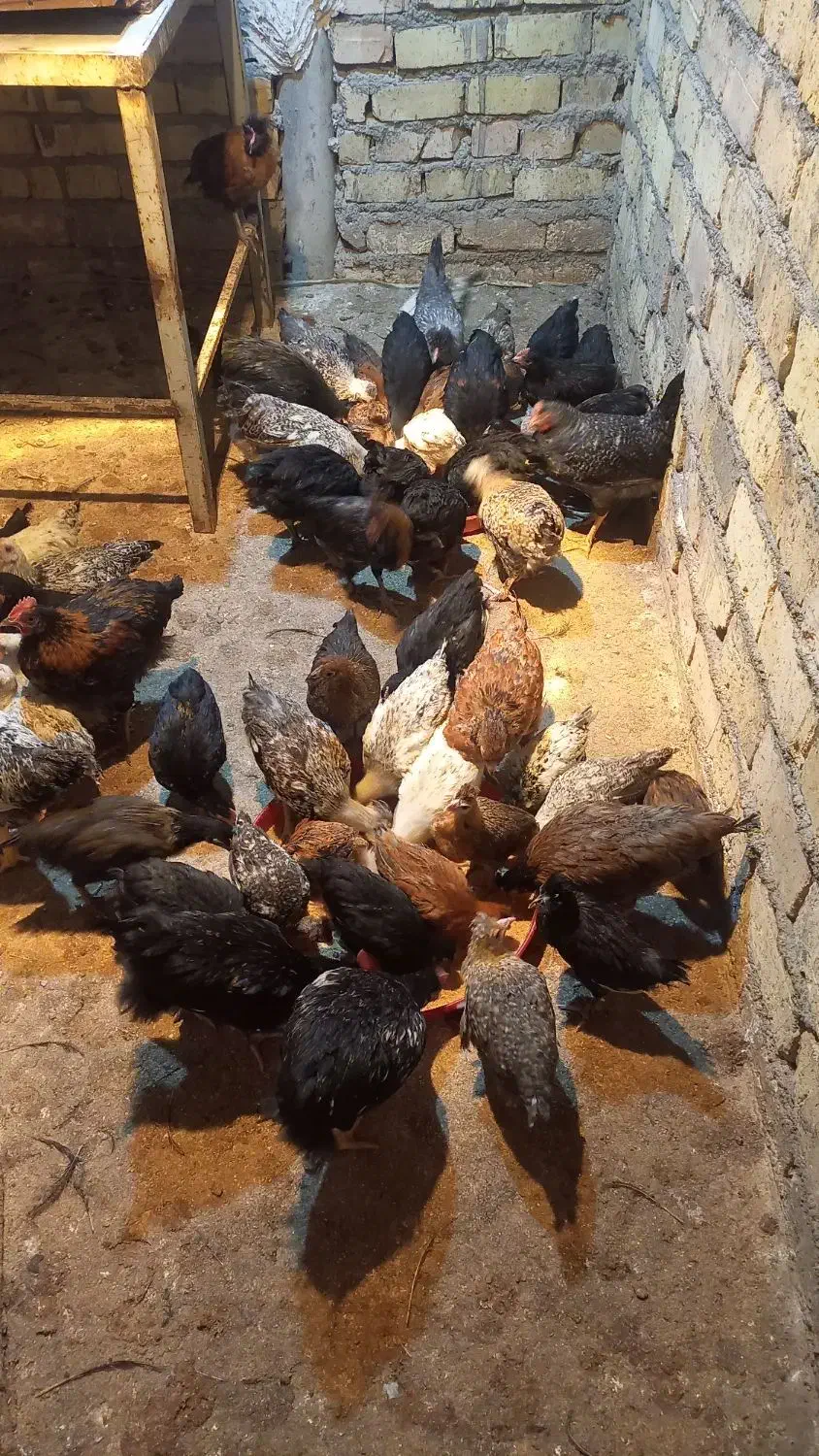 جوجه مرغ|حیوانات مزرعه|قم, قلعه کامکار|دیوار