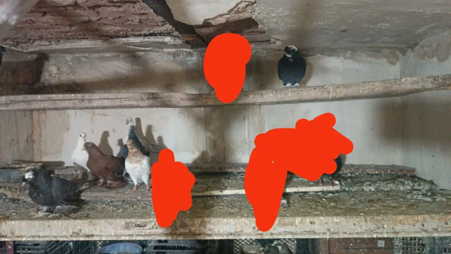 کبوتر یکجا 6 عدد|پرنده|تبریز, |دیوار