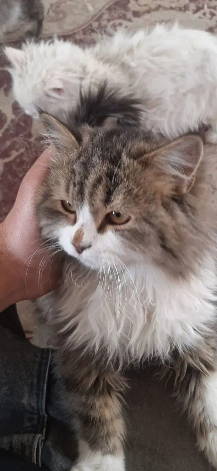 گربه خانگی واگذاری رایگان|گربه|اراک, |دیوار