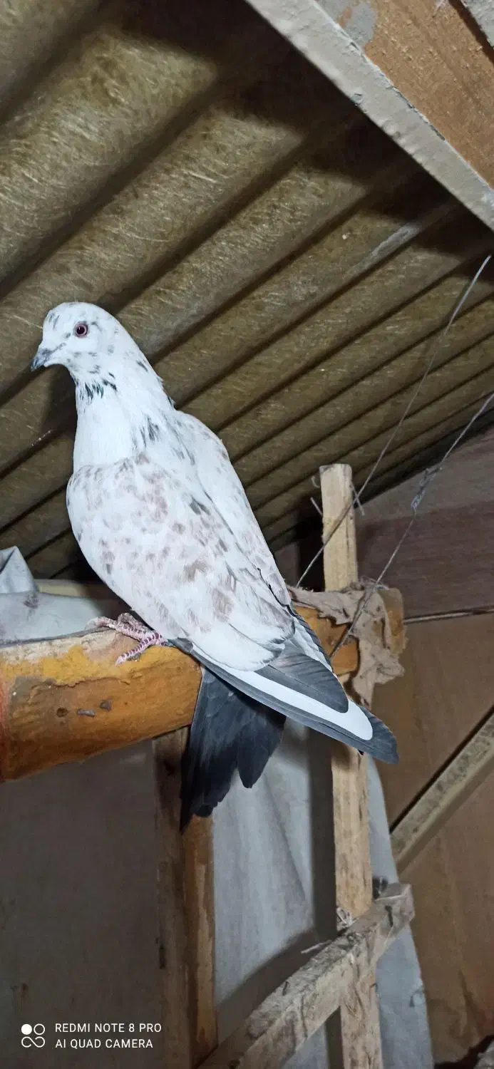 کبوتر تهرانی نر پرشی|پرنده|تهران, فاطمی|دیوار