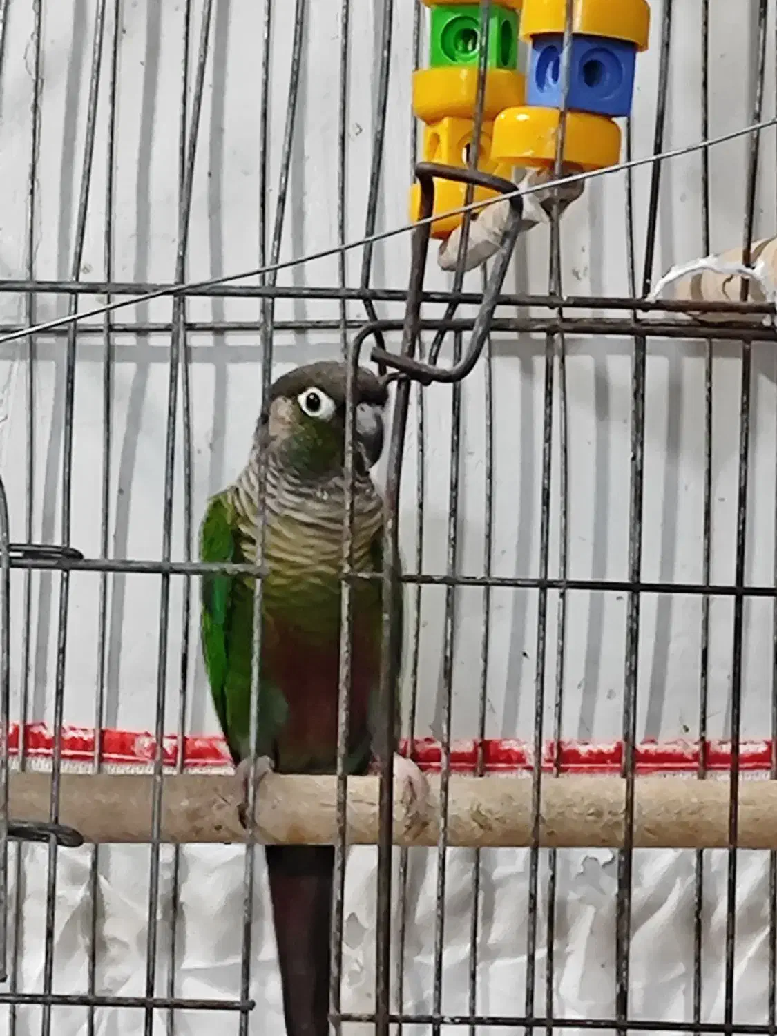 طوطی گرینچیگ مست مست حلقه دار سالونی|پرنده|هندیجان, |دیوار