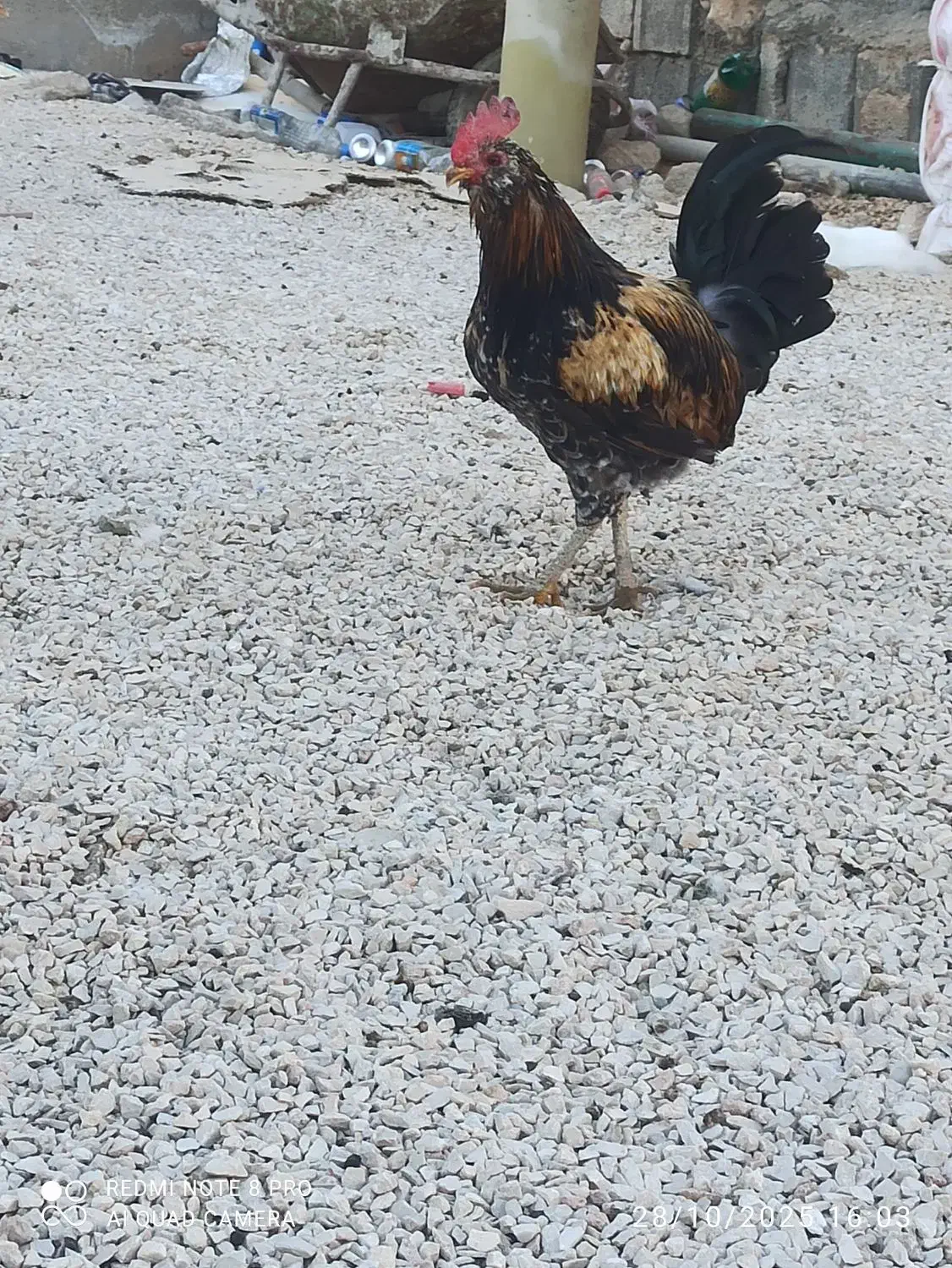 خروس|حیوانات مزرعه|سرپل ذهاب, |دیوار