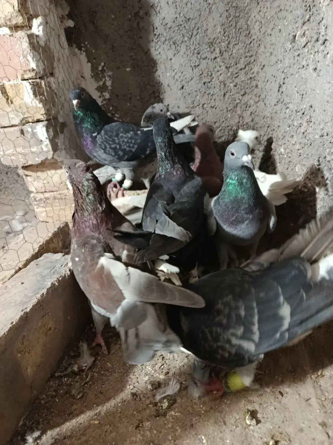 کبوتر پرشی|پرنده|اقبالیه, |دیوار