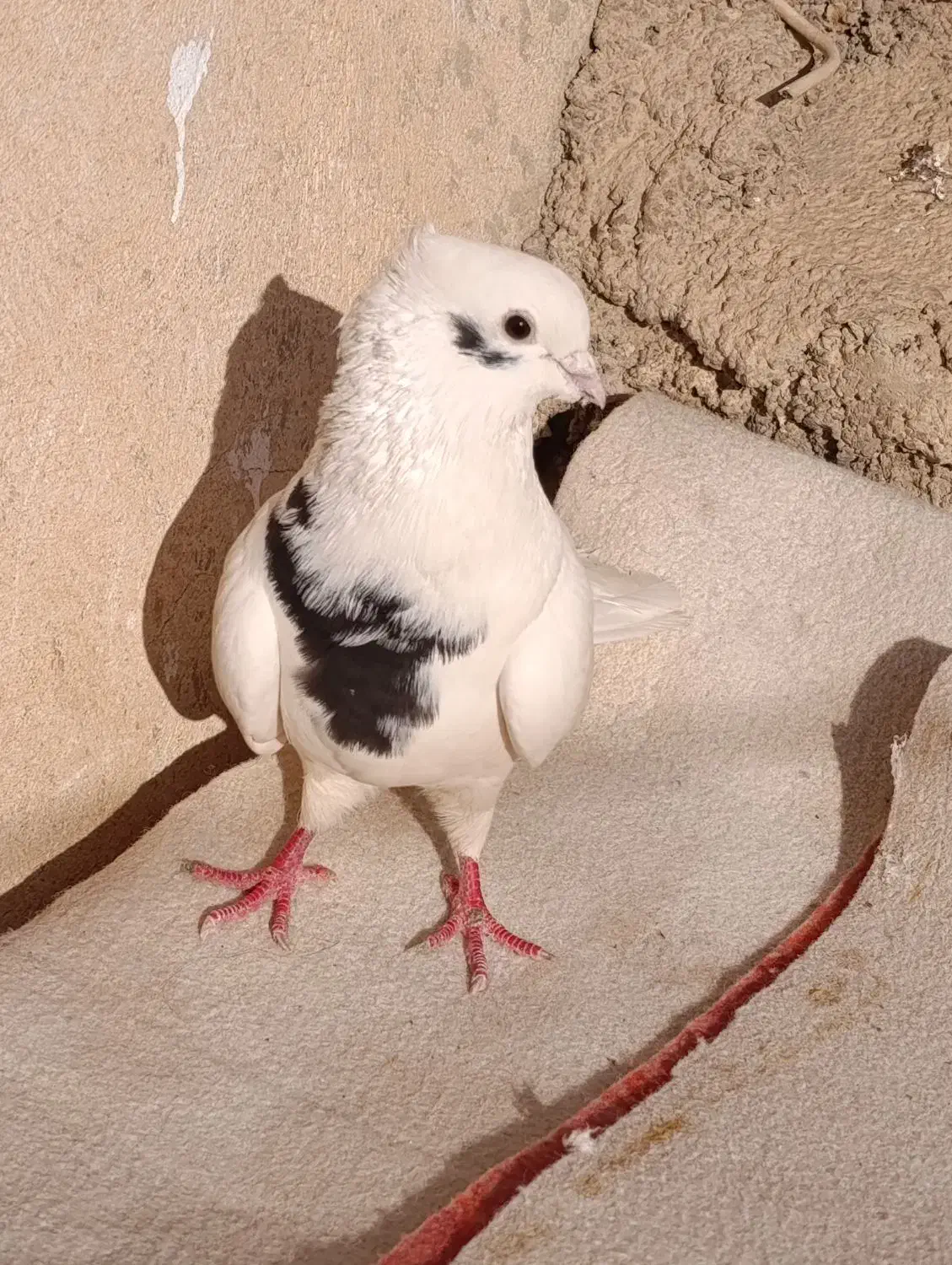 کفتر خال|پرنده|دهلران, |دیوار