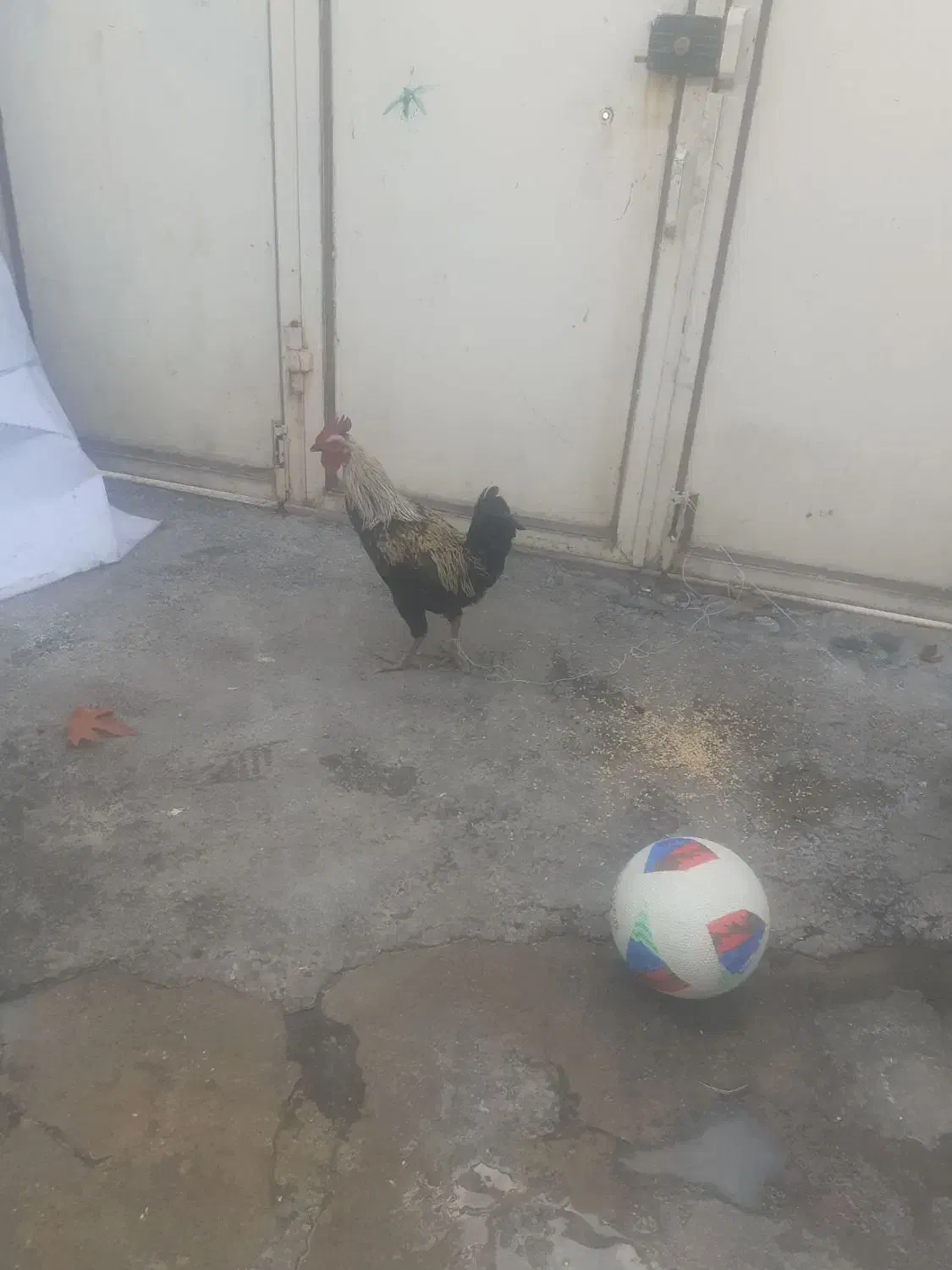 دو عدد خروس محلی|حیوانات مزرعه|صحنه, |دیوار