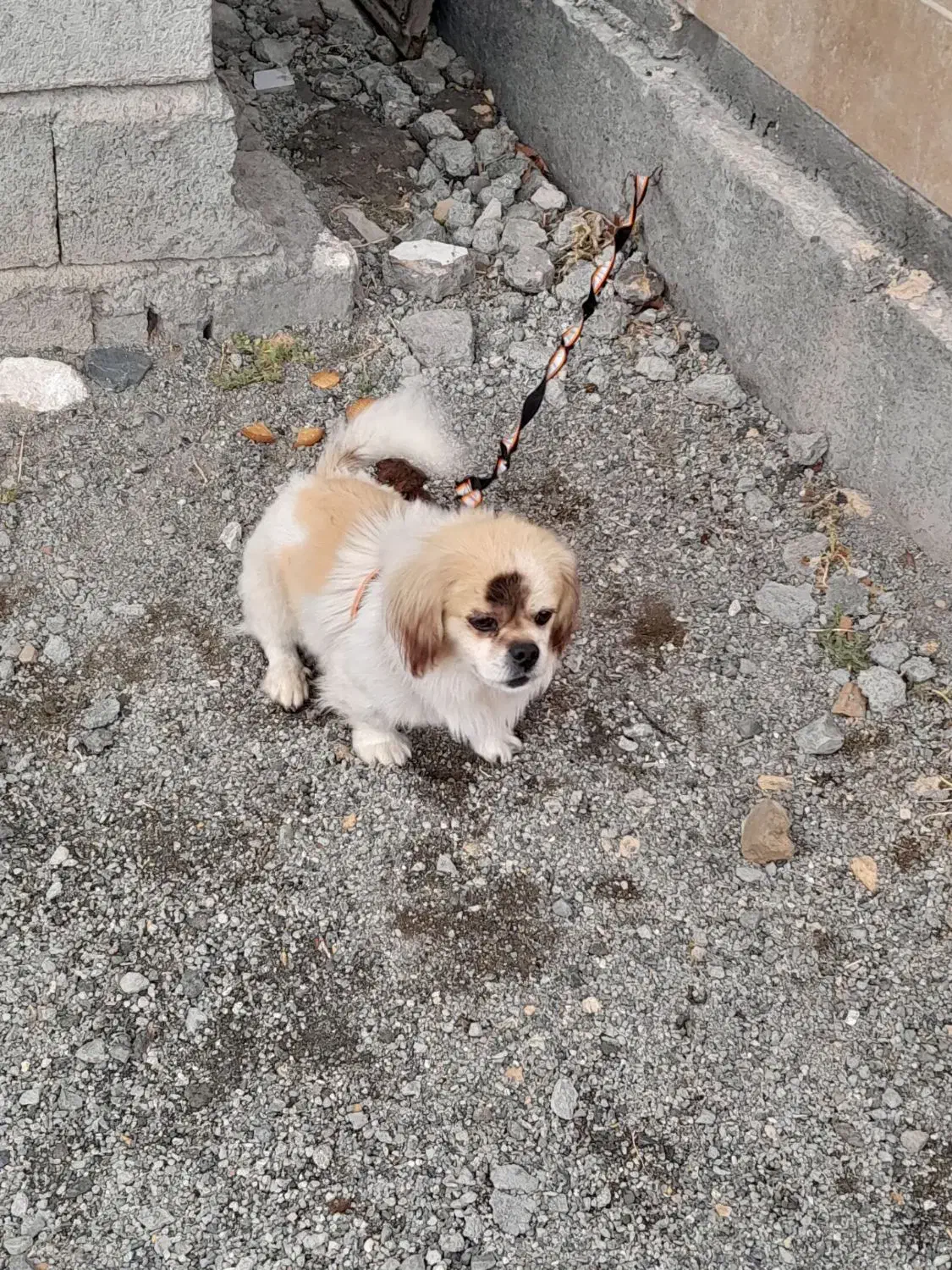 سگ پا کوتاه اصل|سگ|کرمانشاه, |دیوار