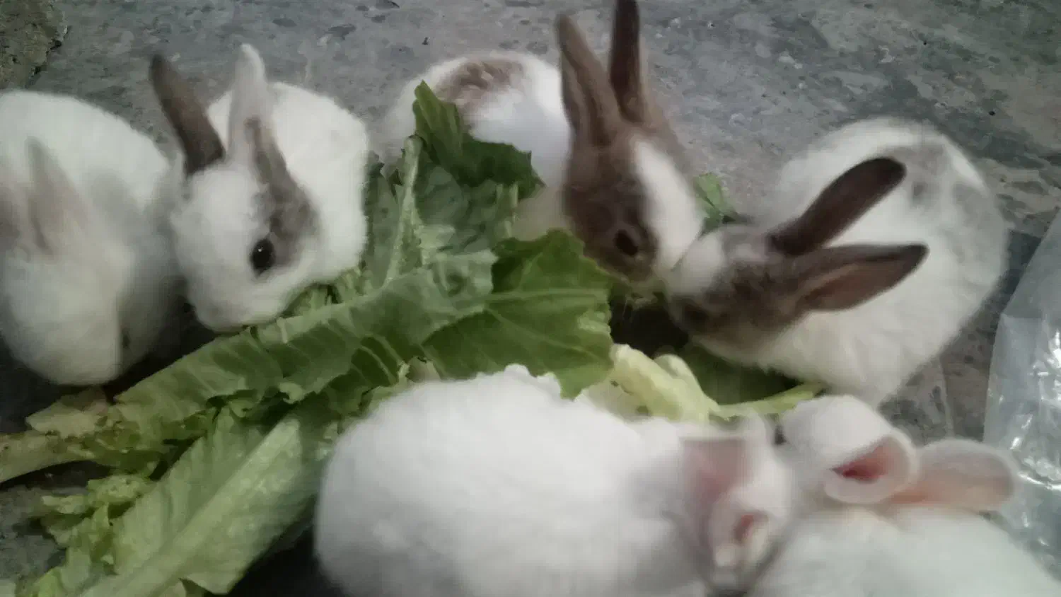 سلام خرگوش ماده باشش تا بچه هاش|موش و خرگوش|بندر ماهشهر, |دیوار