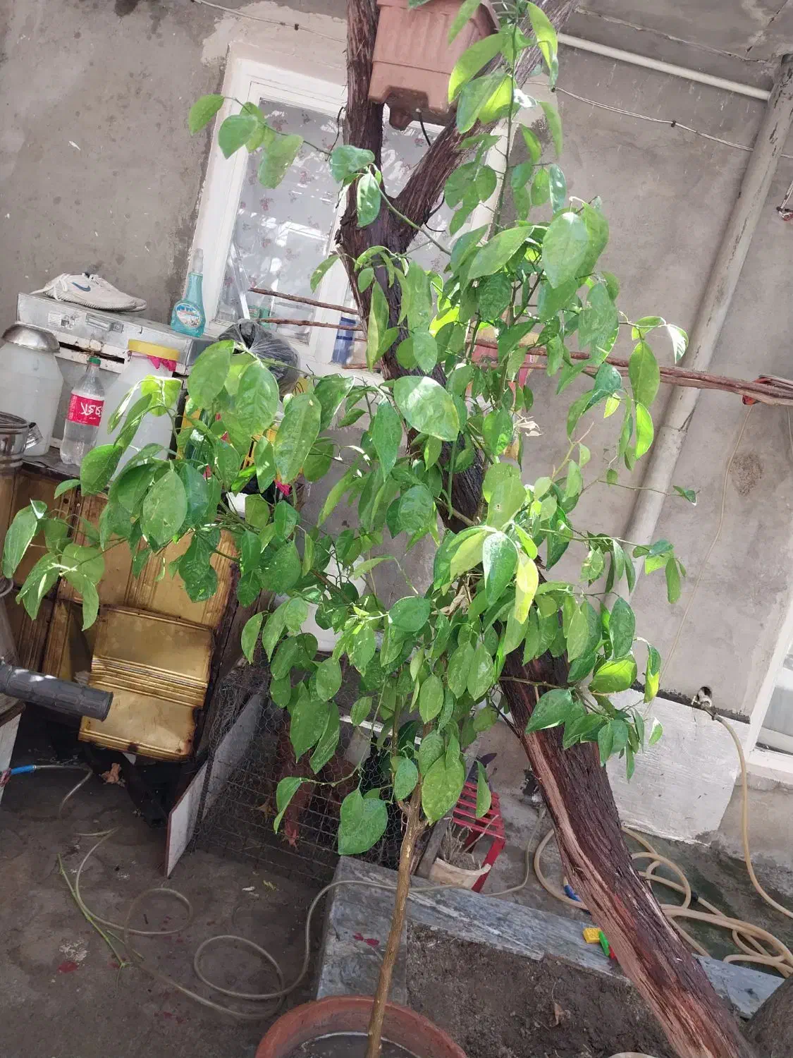 فروش نهال پرتقال|گل و گیاه طبیعی|مراغه, |دیوار