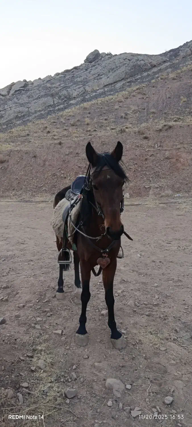 اسب|اسب و تجهیزات اسب‌سواری|تهران, شیخ هادی|دیوار