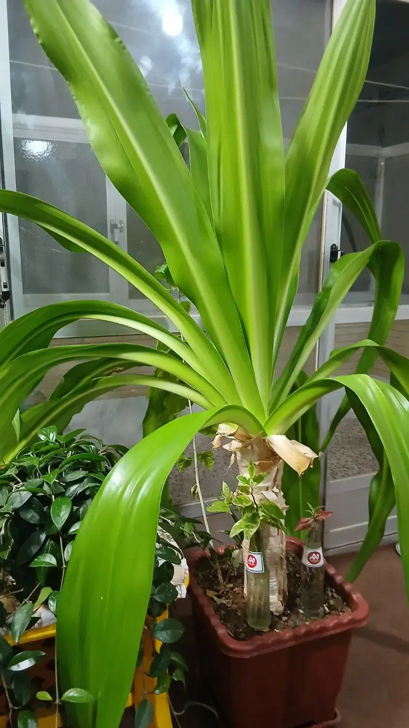 گل وگیاه|گل و گیاه طبیعی|اصفهان, شهرک میلاد|دیوار