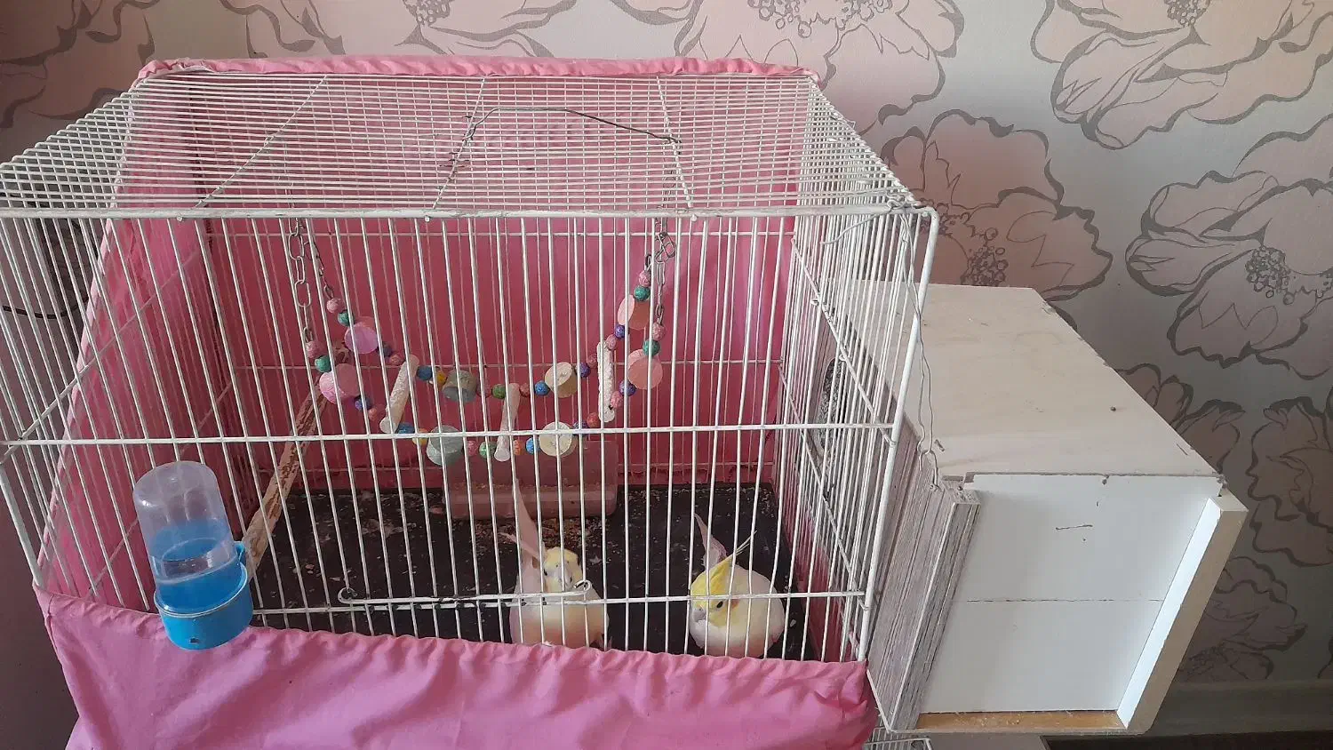 عروس هلندی|پرنده|طرقبه, |دیوار