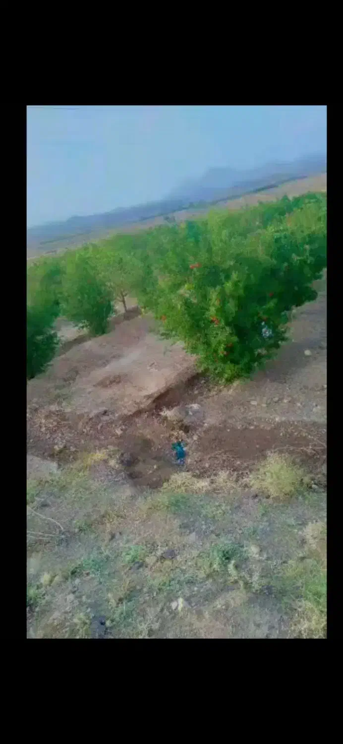 باغ میوه فروشی|فروش دفتر صنعتی، کشاورزی، تجاری|تربتحیدریه, پائین ولایت|دیوار