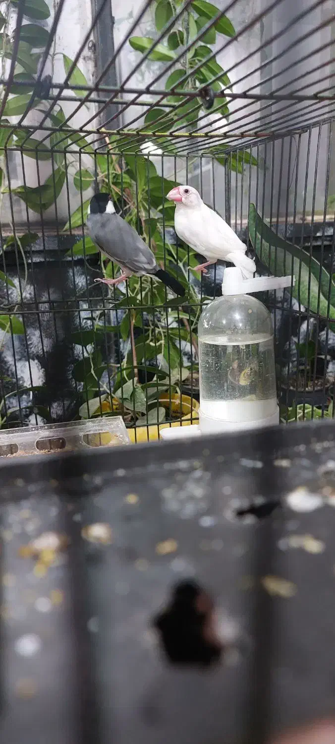 کوتوله برزیلی و فنچ نرگسی|پرنده|آستانه اشرفیه, |دیوار