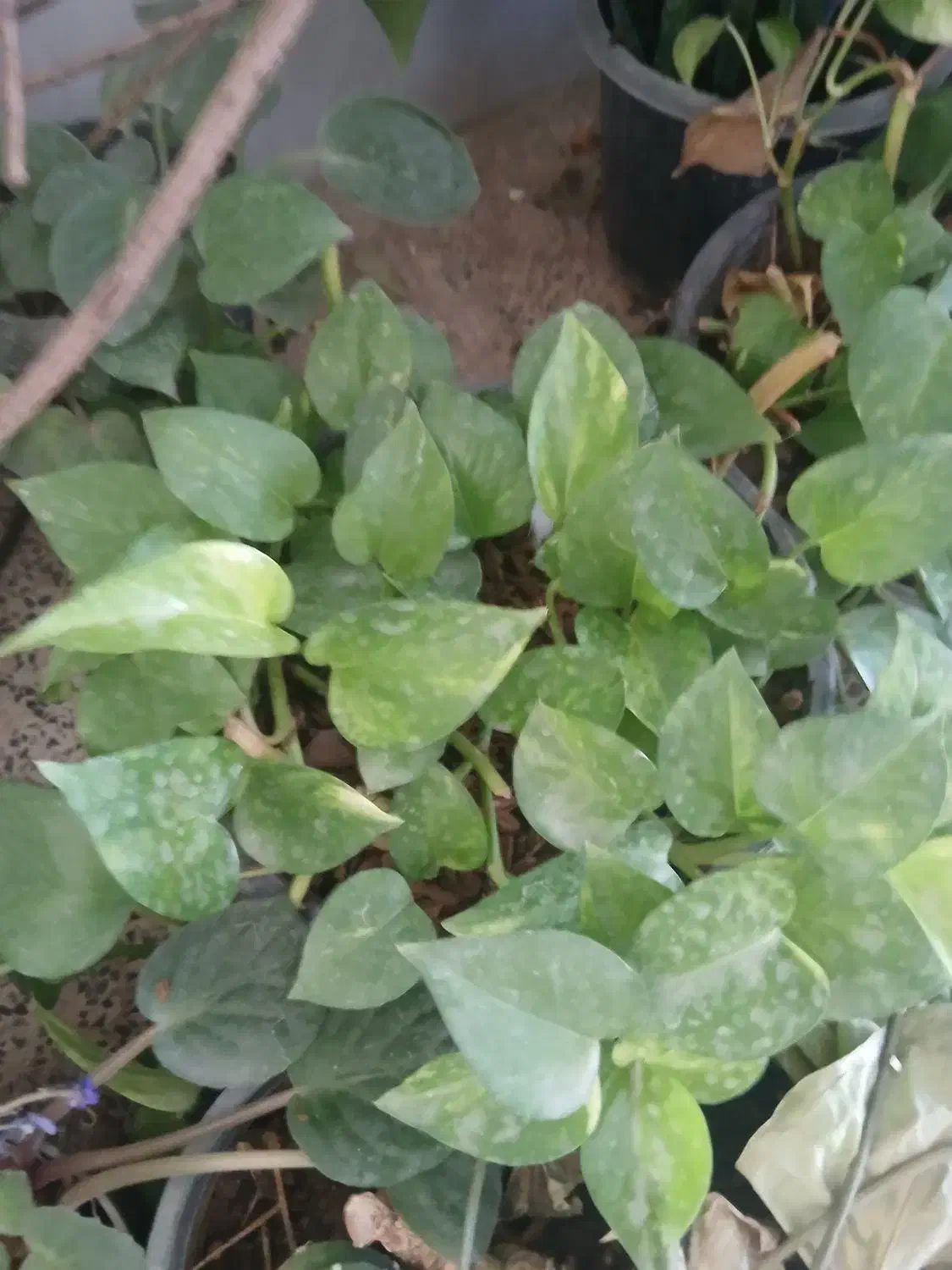 گلهای طبیعی|گل و گیاه طبیعی|شازند, |دیوار