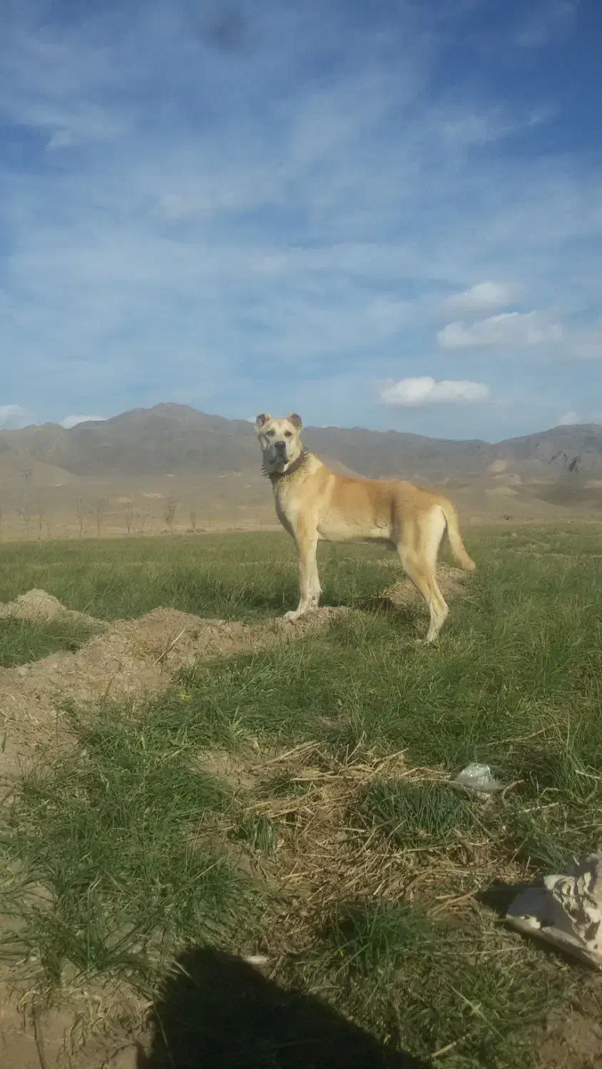 سگ یک سال نیم|سگ|بالا ولایت, |دیوار