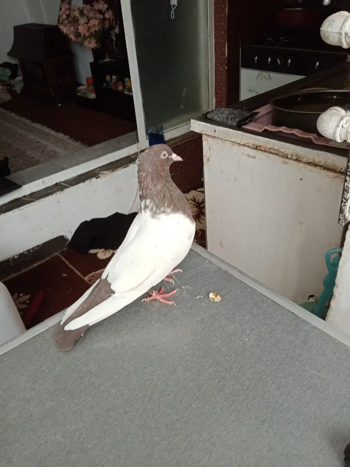 ماده سینه قهوه ای|پرنده|شیراز, دباغ خانه|دیوار