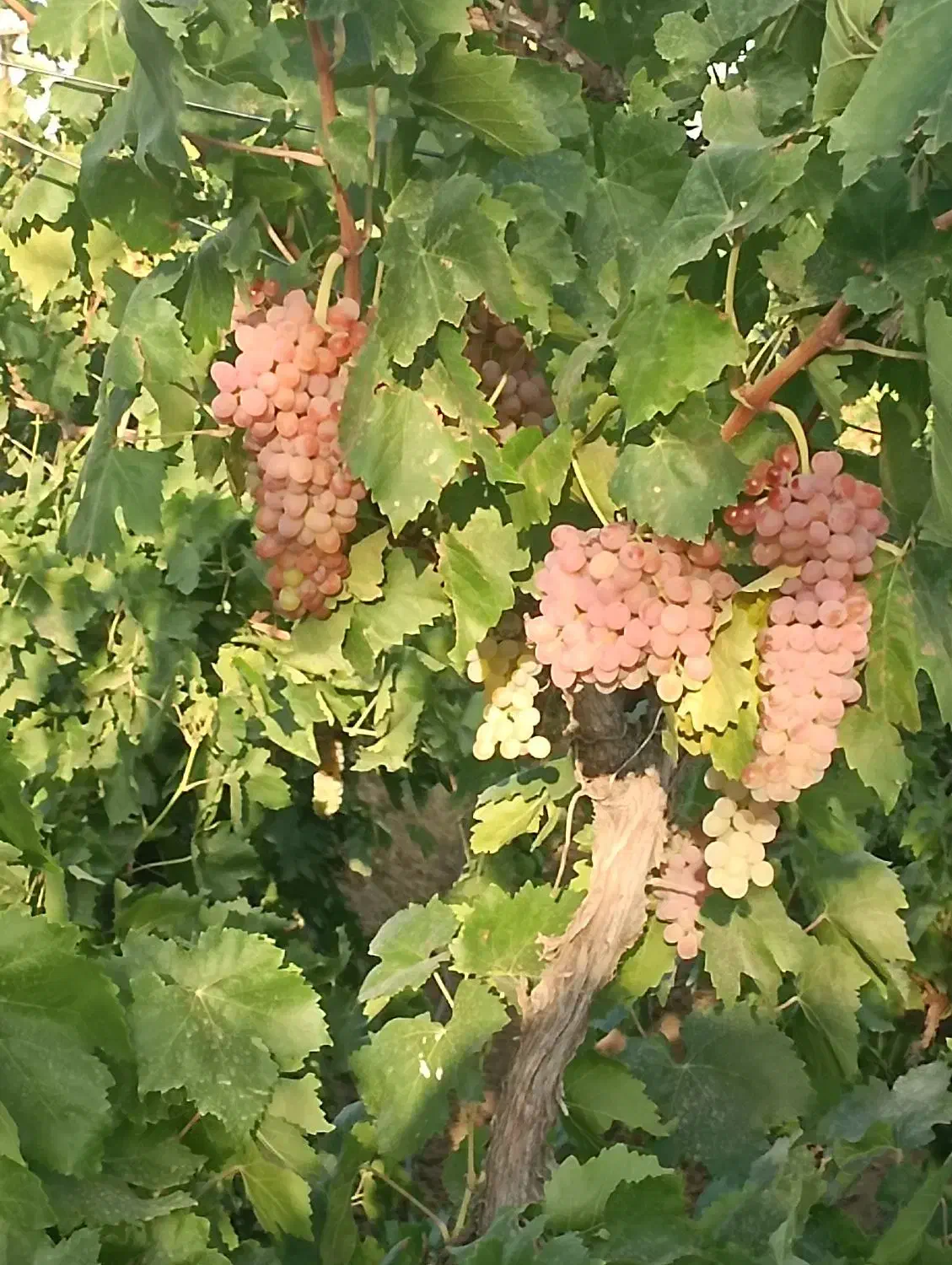 500 متر باغ انگور قطره ای سندتکبرگ|فروش دفتر صنعتی، کشاورزی، تجاری|محمدشهر, محمدشهر|دیوار