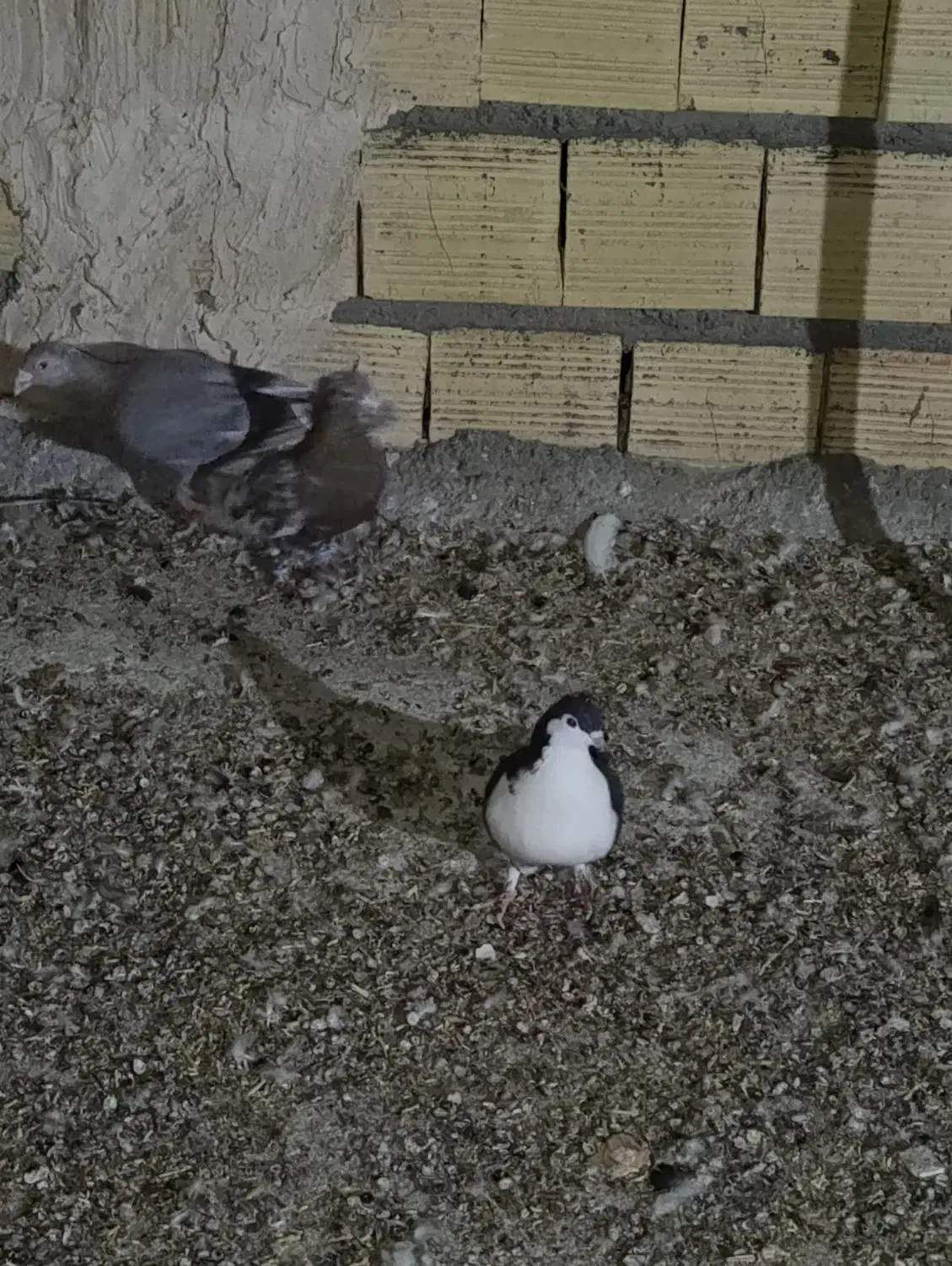 کهنه بوم|پرنده|تربت جام, المهدی|دیوار