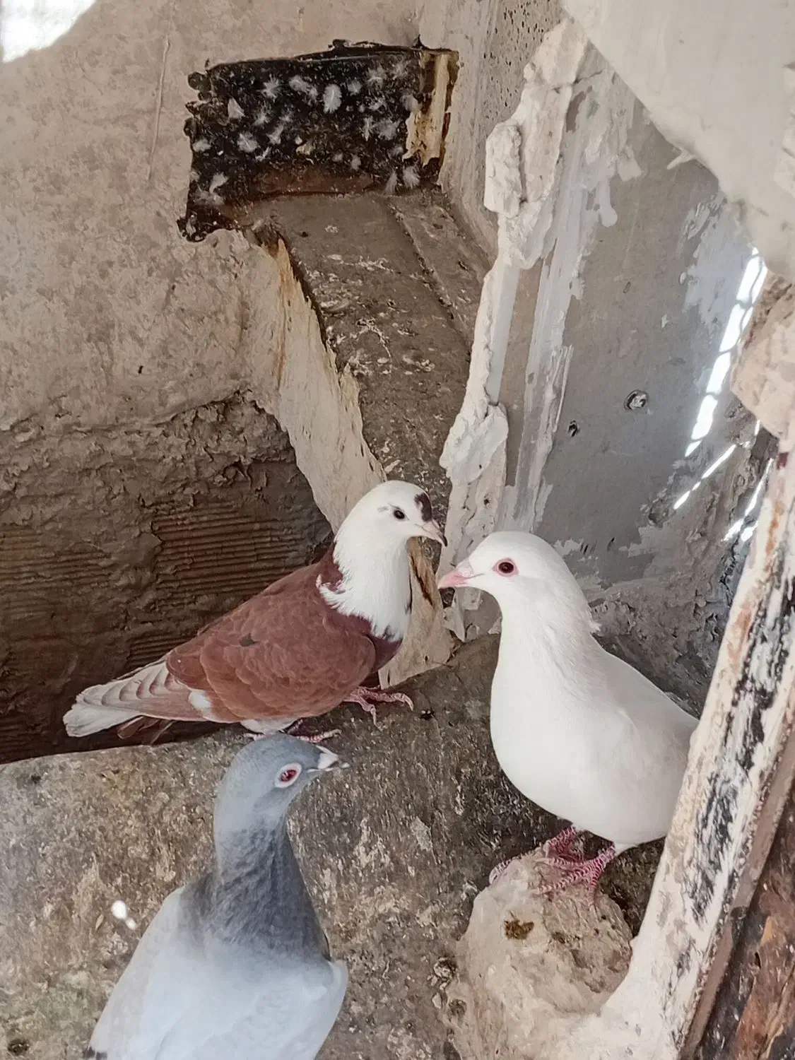 کفترپرشی کلاغ سرخ|پرنده|مشهد, شهید قربانی|دیوار