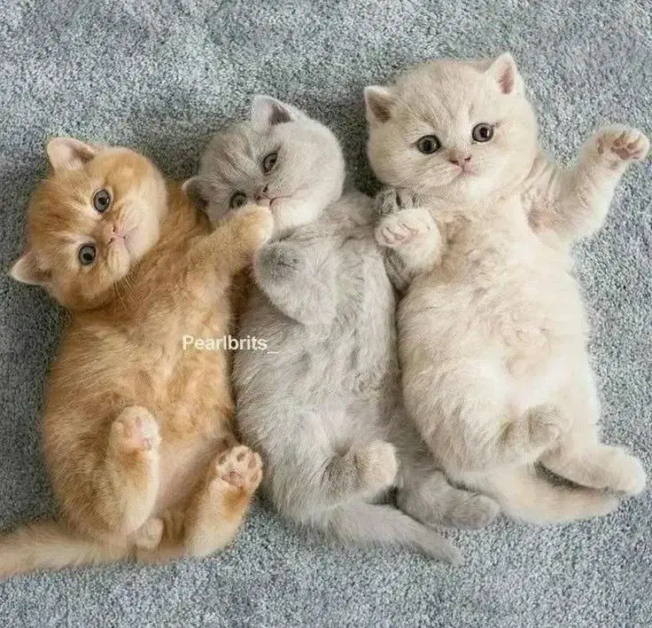 گربه های بریتیش پرشین|گربه|شیراز, درکی|دیوار