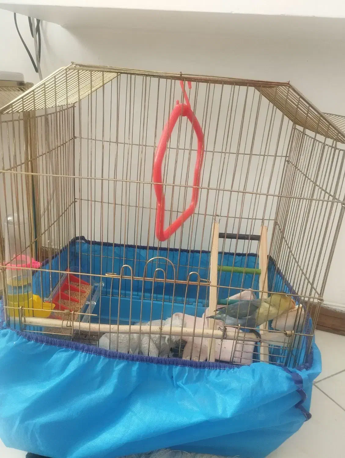 کوتوله برزیلی نر|پرنده|فولادشهر, C2|دیوار