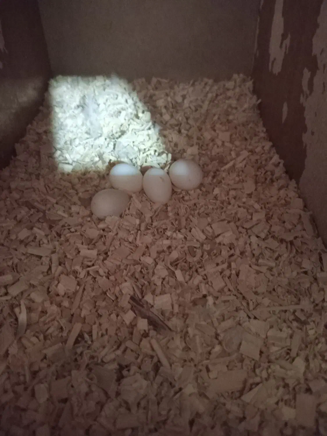 عروس هلندی باتخم|پرنده|اسفراین, |دیوار