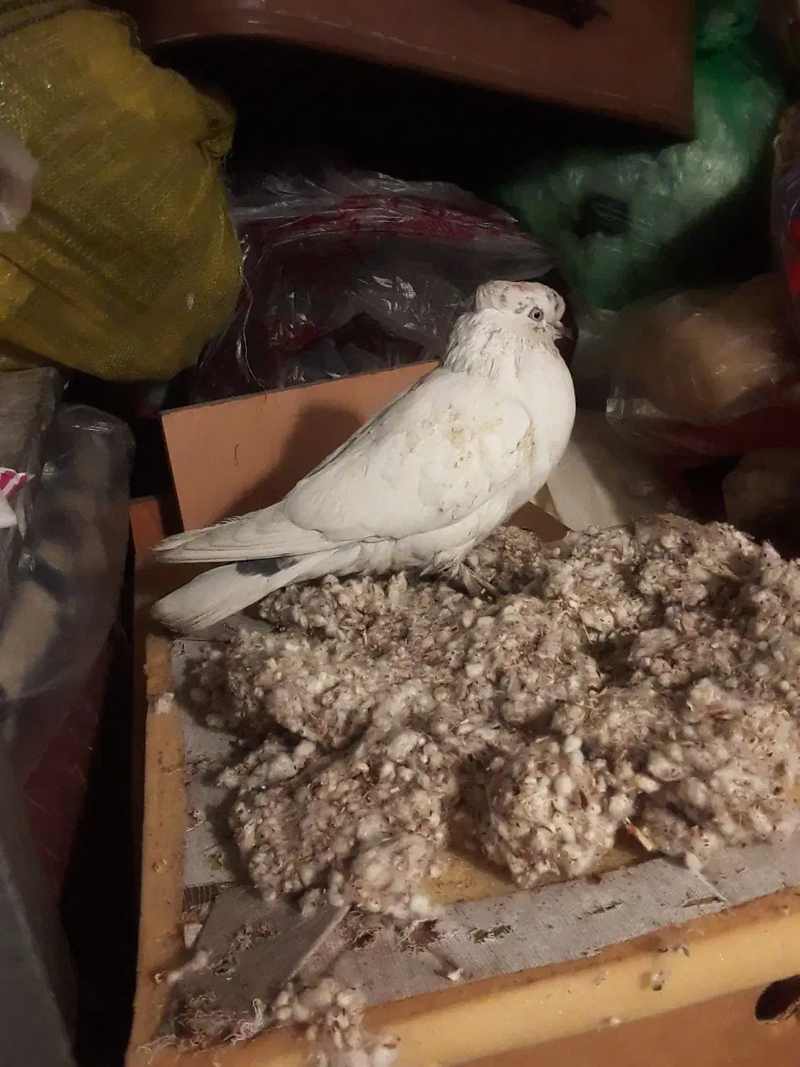 کفش پاپر ماده|پرنده|تهران, تهرانسر شمالی|دیوار