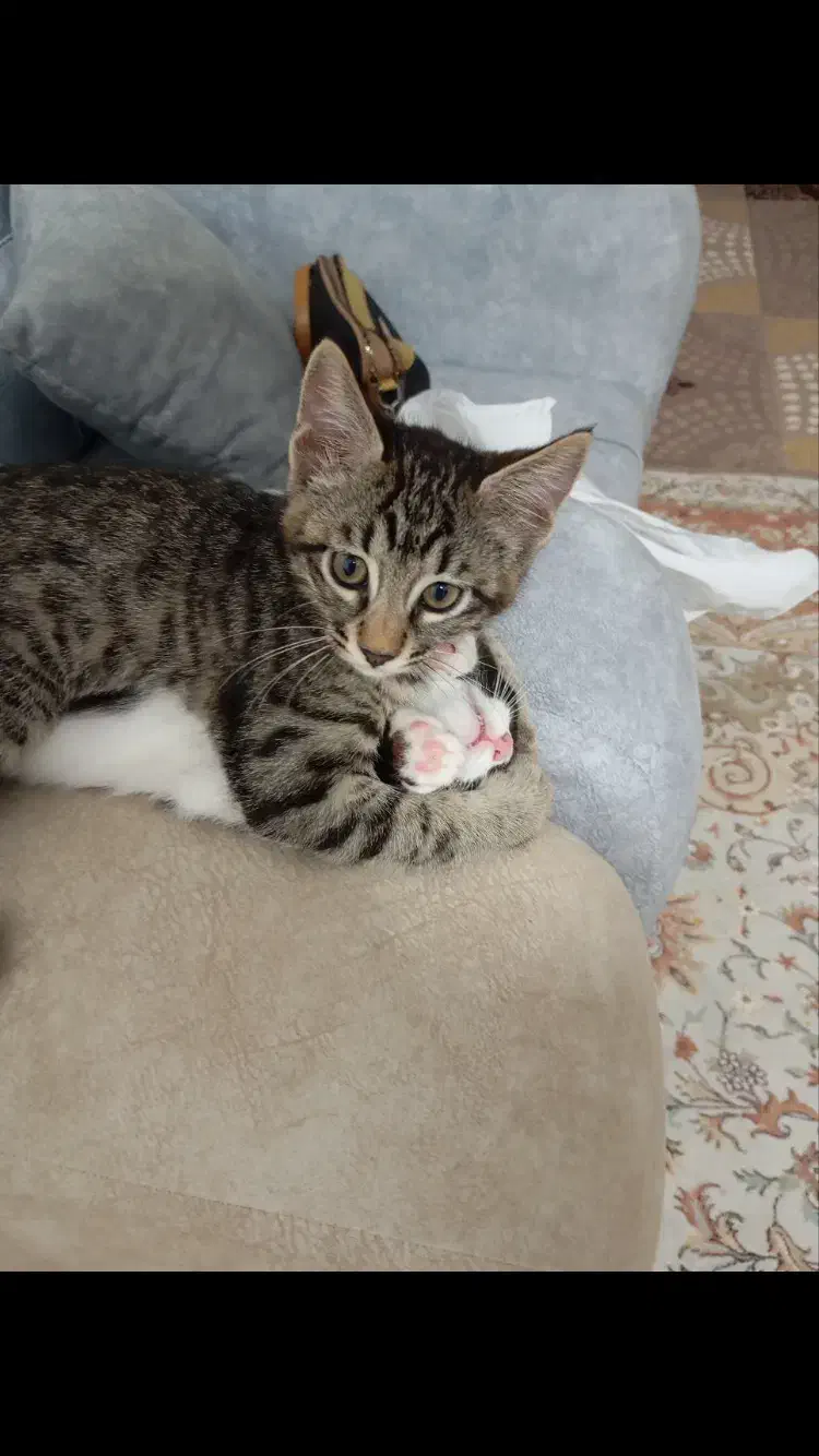 واگذاری بچه گربه محدوده شهسوار (تنکابن)|گربه|تنکابن, |دیوار