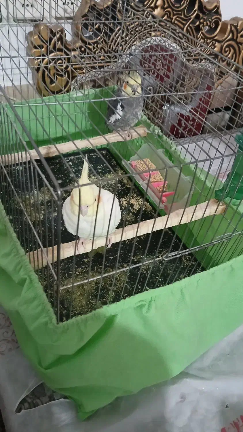 عروس هلندی مولد|پرنده|اندیمشک, |دیوار