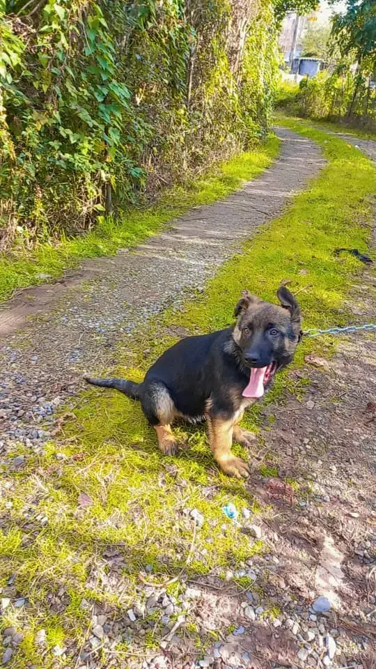 توله ژرمن|سگ|قم, باغ کرباسی|دیوار