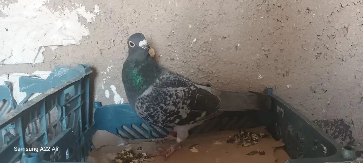 نر ویگن|پرنده|رشتخوار, |دیوار