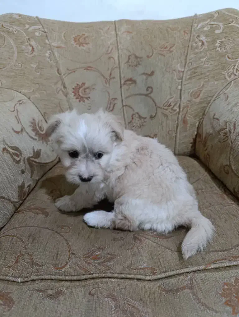 سگ پاکوتاه|سگ|لامرد, |دیوار