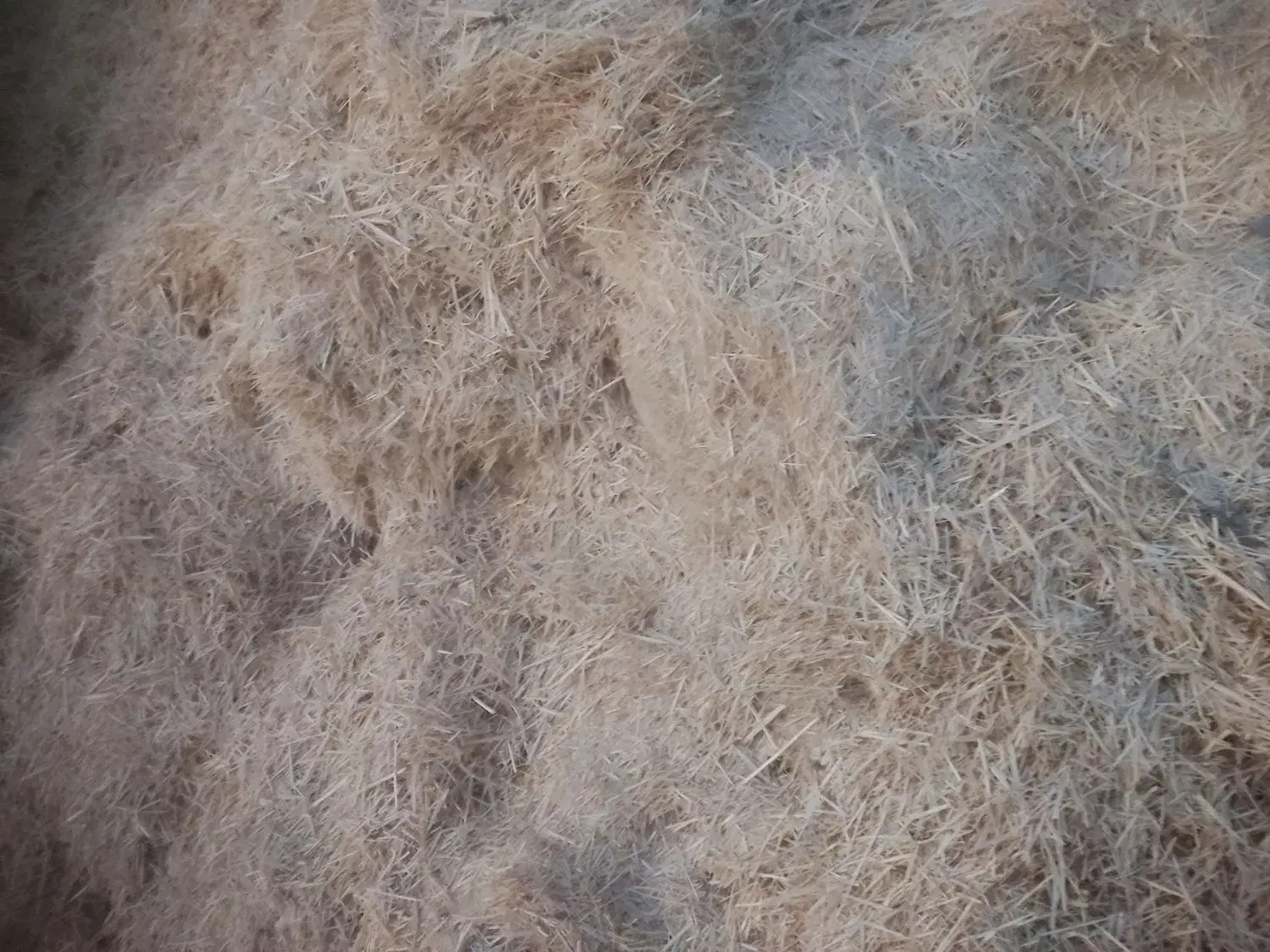 فروش ۴تن کاه گندم|حیوانات مزرعه|مرودشت, رودبال|دیوار