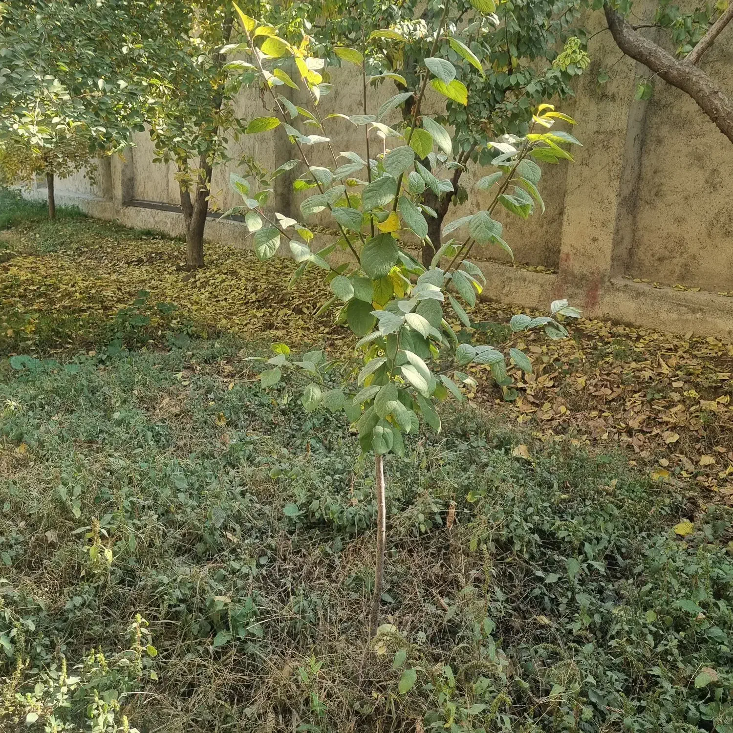 نهال گوجه سبز ۵ ساله|گل و گیاه طبیعی|شهریار, رزکان|دیوار