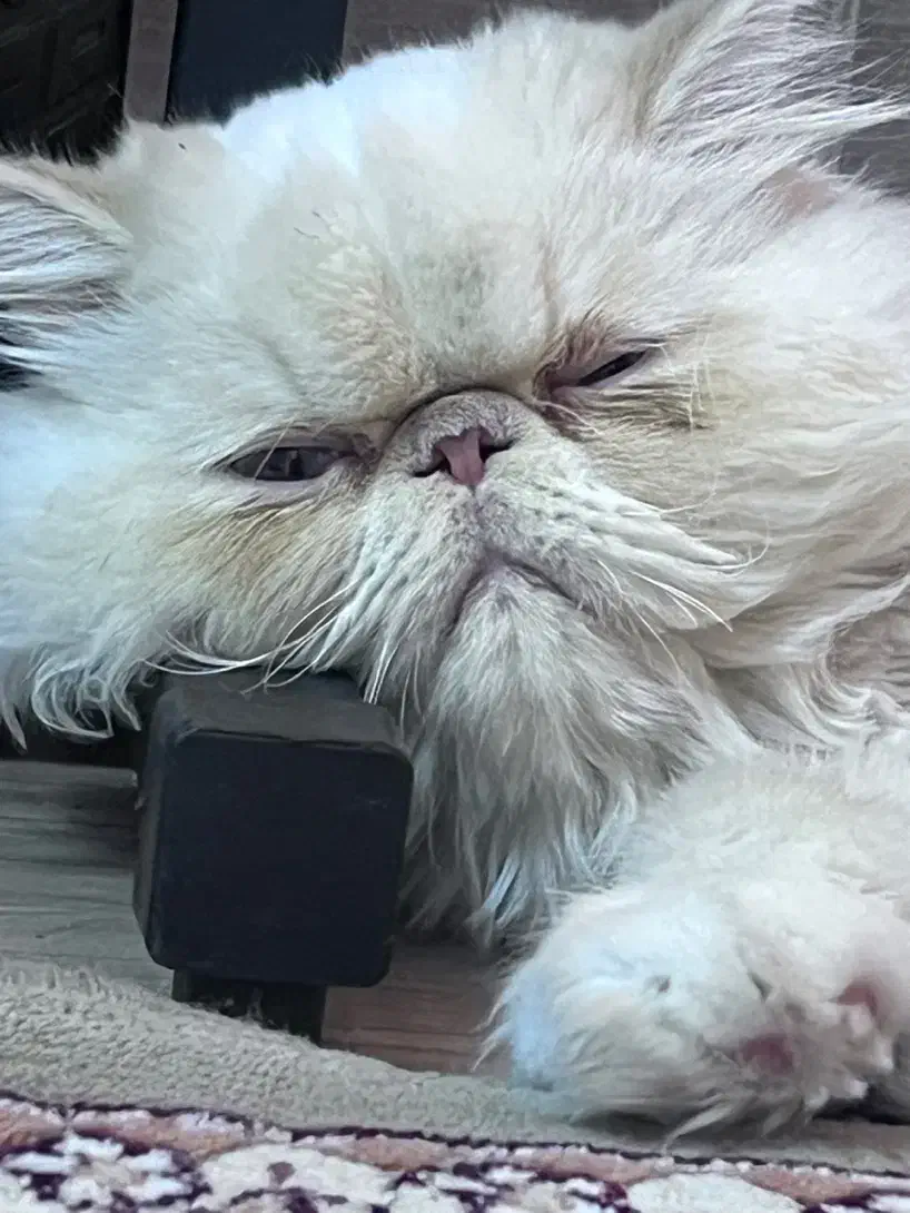 گربه اسکاتیش|گربه|صدرا-فارس, فاز ۱|دیوار