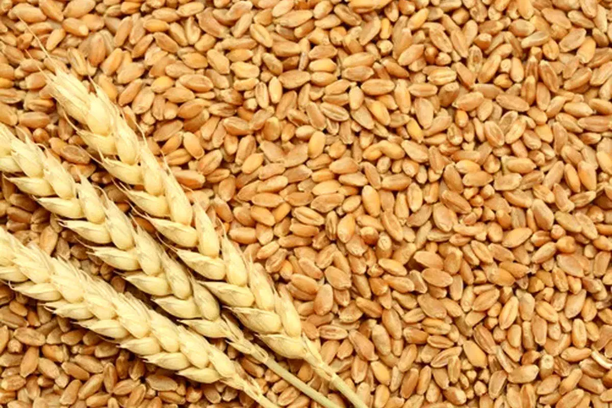 گندم|عمده‌فروشی|طرهان, |دیوار