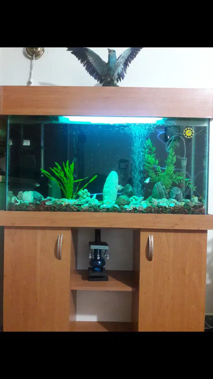 آکواریوم|ماهی|رشت, پل تالشان|دیوار