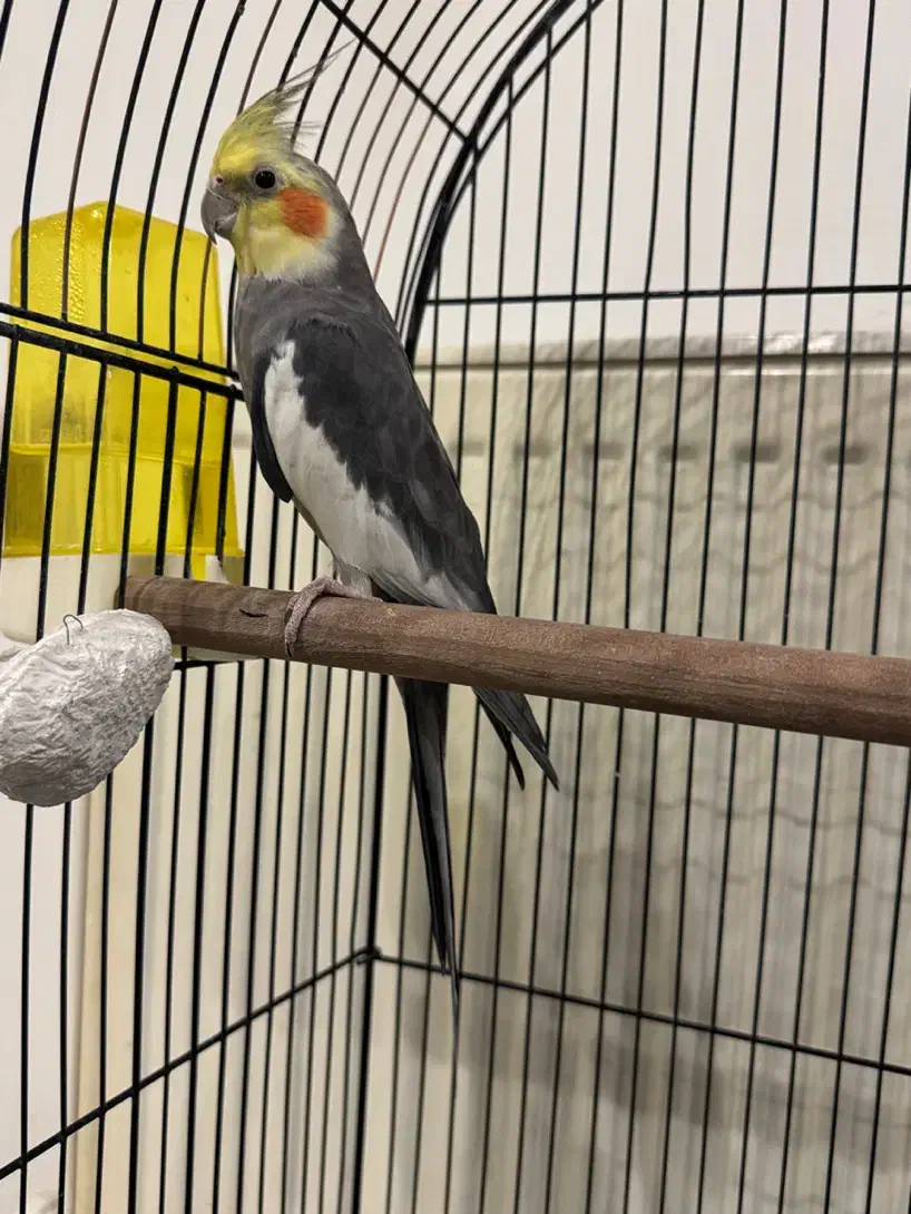 عروس هلندی|پرنده|کرج, محمد آباد|دیوار