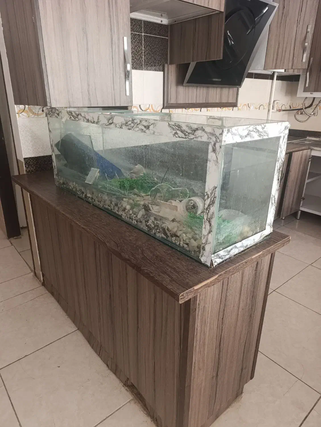 اکواریوم|ماهی|کاشان, فاز ۲ ناجی آباد|دیوار