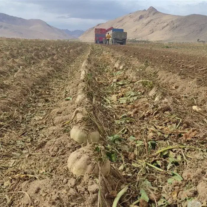 چغندر قندجوین|خدمات باغبانی و درختکاری|نیشابور, شهرک فیروزه|دیوار
