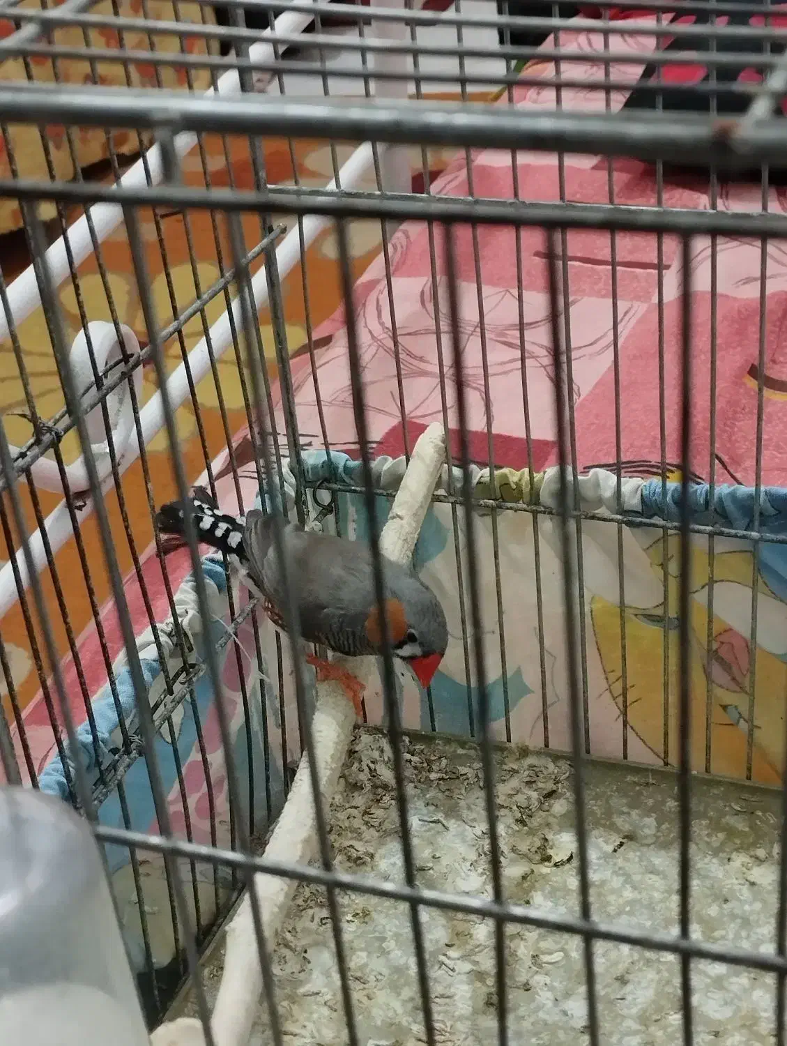 فنچ نر|پرنده|سبزوار, سجاد|دیوار